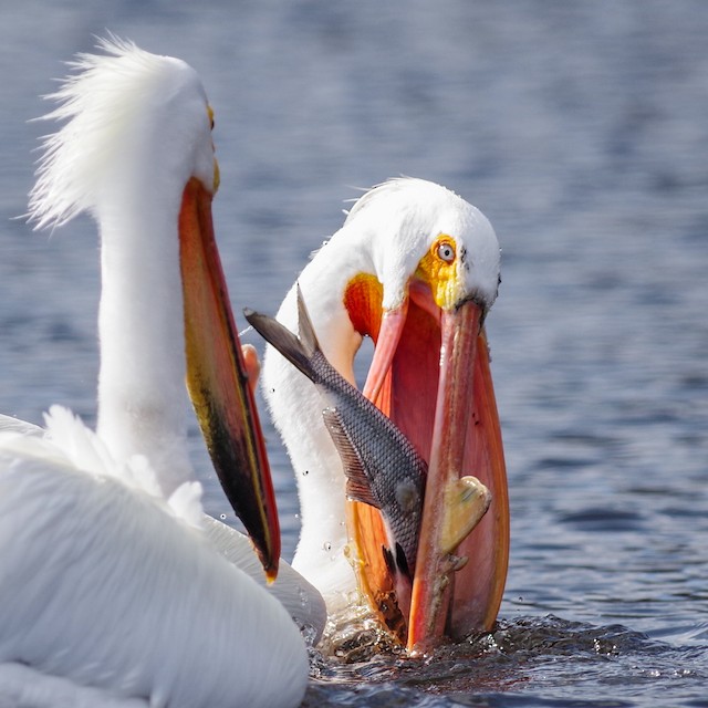 pelican ;)
